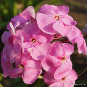 flioksai-‘Mies-Copijn‘