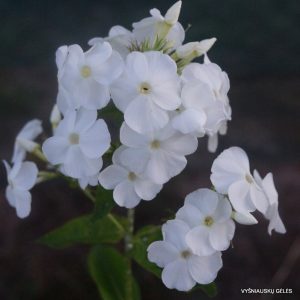 flioksai-miss-universe