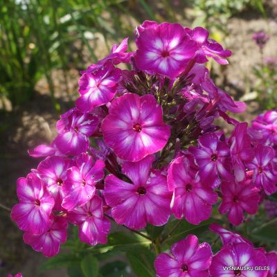 flioksai-modern-art-2