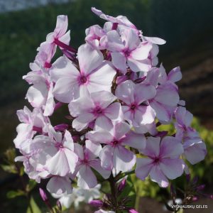 flioksai-muzyka-sfer