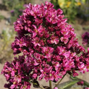 flioksai-natural-feelings