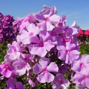 flioksai-obnimi-potselui