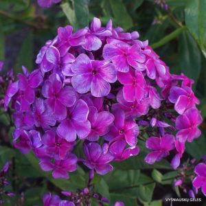 flioksai ‘Prizrak Opery’