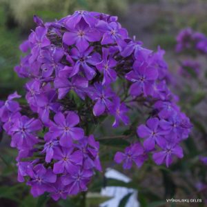 flioksai-ptitsa-sirin