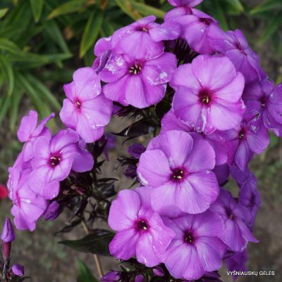 flioksai-purple-paradise