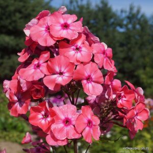 flioksai-radost-zhizni