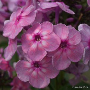 flioksai-rainbow-dancer