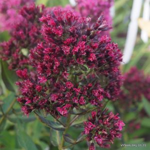 flioksai-red-feelings