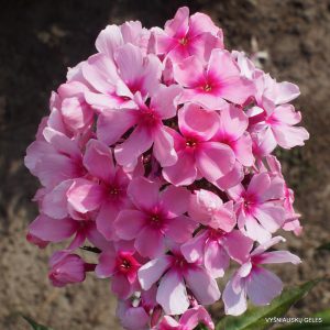 flioksai ‘Rozovaya Skazka‘