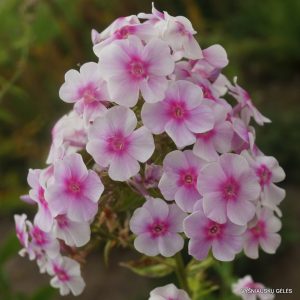 flioksai-rozovyi-pozdnii