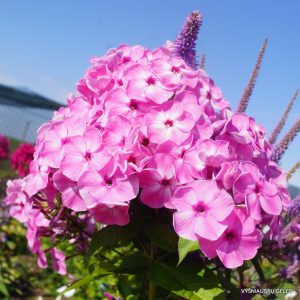 flioksai-rozovyi-shifon