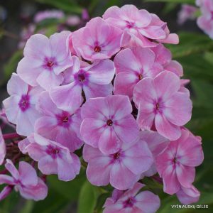 flioksai ‘Rozovyi Son‘