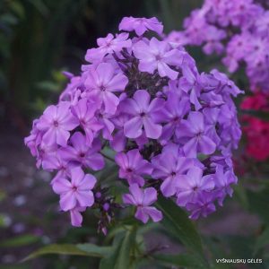 flioksai-ruotsinpyhtaa