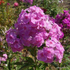 flioksai-sabine-zessin