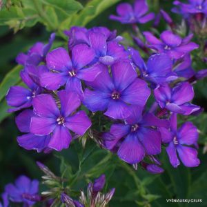 flioksai ‘Sineyushii Gaganova‘