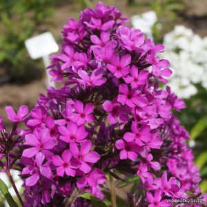 flioksai ‘Siren Lilovaya‘