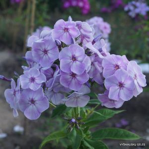 flioksai-sirenevyi-tuman