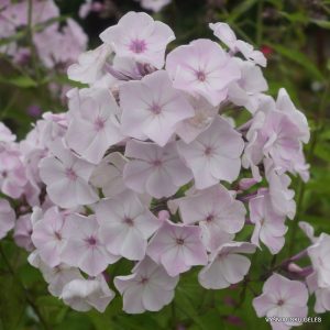 flioksai-‘Sommerglück‘