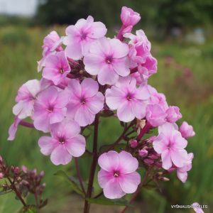 flioksai-speed-limit-45