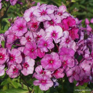 flioksai ‘Starina‘