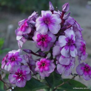 flioksai-staryi-mayak