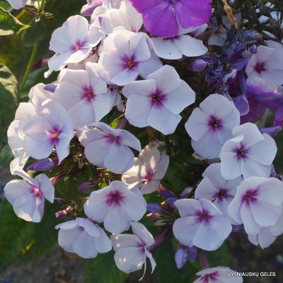 flioksai-swizzle-blue-2