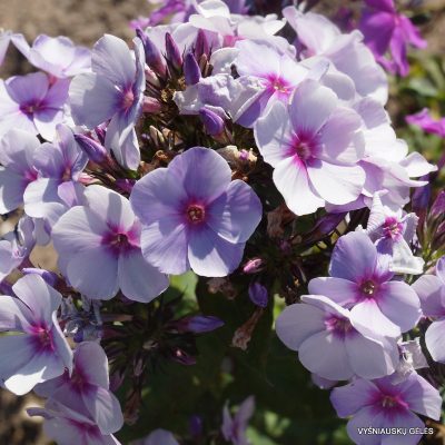 flioksai-swizzle-blue