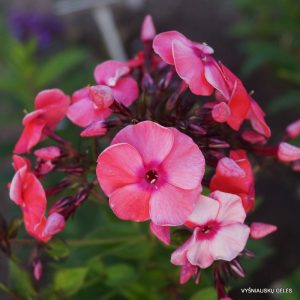 flioksai-tecklenburger-land