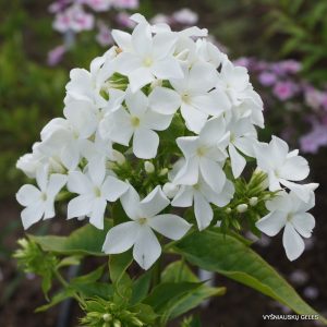 flioksai-‘Tornado‘