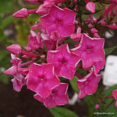 flioksai-tsarevna-nesmeyana-2