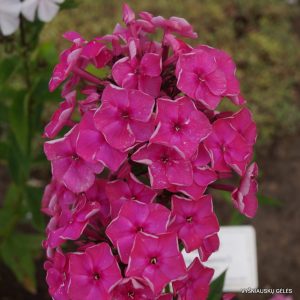 flioksai-tsarevna-nesmeyana