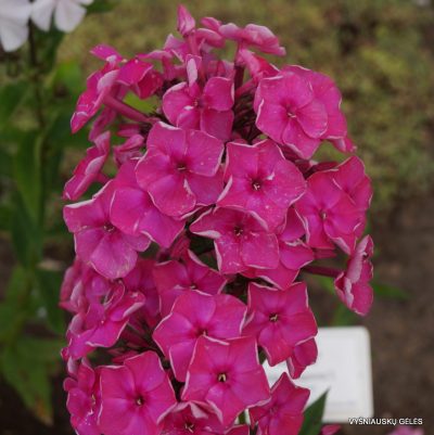 flioksai-tsarevna-nesmeyana