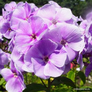 flioksai-utro-tumannoe