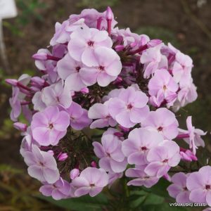 flioksai-vdokhnovenie