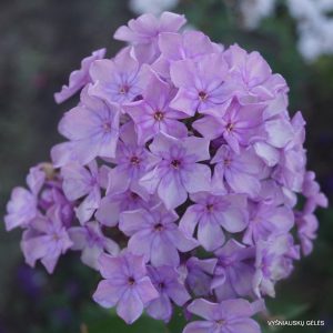 flioksai-veilchengesicht-3