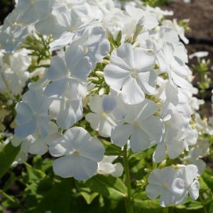 flioksai-‘Waupee‘