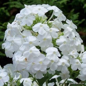 flioksai-white-admiral