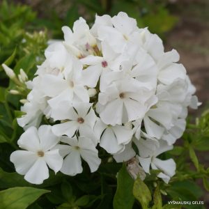 flioksai-white-flame