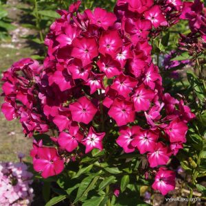 flioksai-yagodnoe-lukoshko