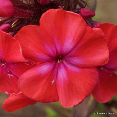 flioksai-yubileinyi-2