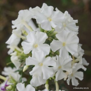 flioksai-zauberflote