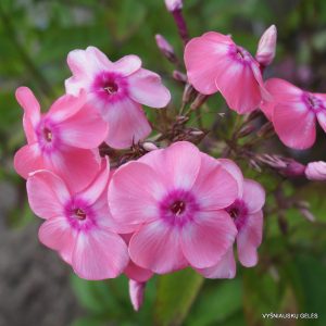 flioksas-alenkiy-tsvetochek