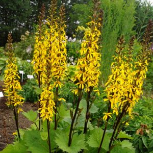 gaures-little-rocket