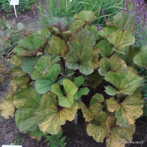 gaures-osiris-pistache