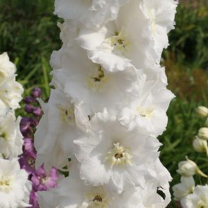 pentiniai-christine-harbutt