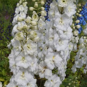 pentiniai-elisabeth-sahin