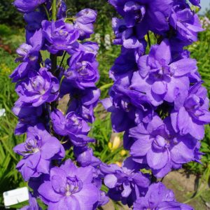 pentiniai-mighty-atom