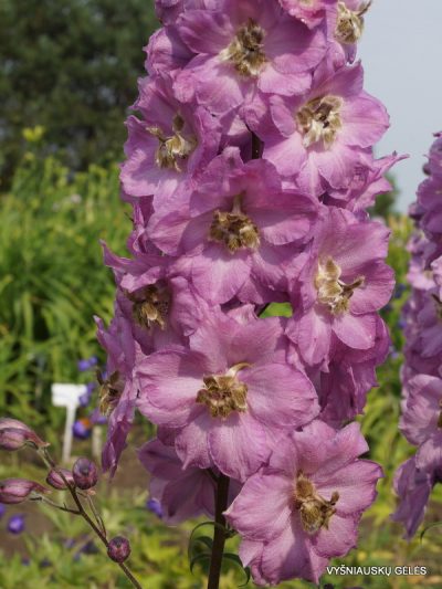 pentiniai-rosemary-brock