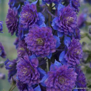 pentiniai ‘Sweet Sensation‘