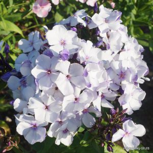 phlox-‘Severnaya-Palmira‘